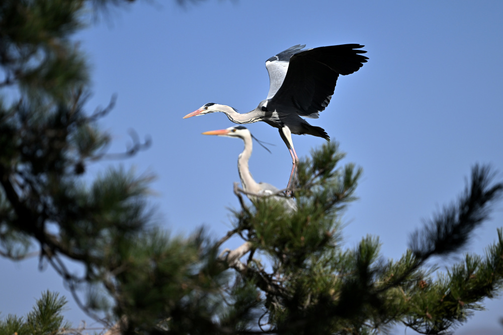 吕梁山上苍鹭起舞
