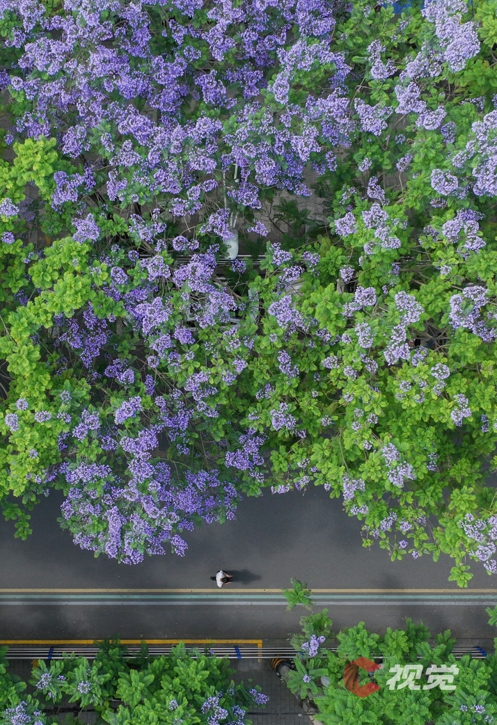 姚永亮5月12日,在眉山市东坡区阜成路,车辆和行人从绽放的蓝花楹下