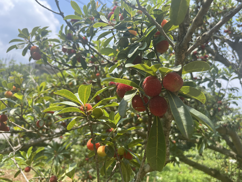 义龙新区万屯镇万亩杨梅熟了