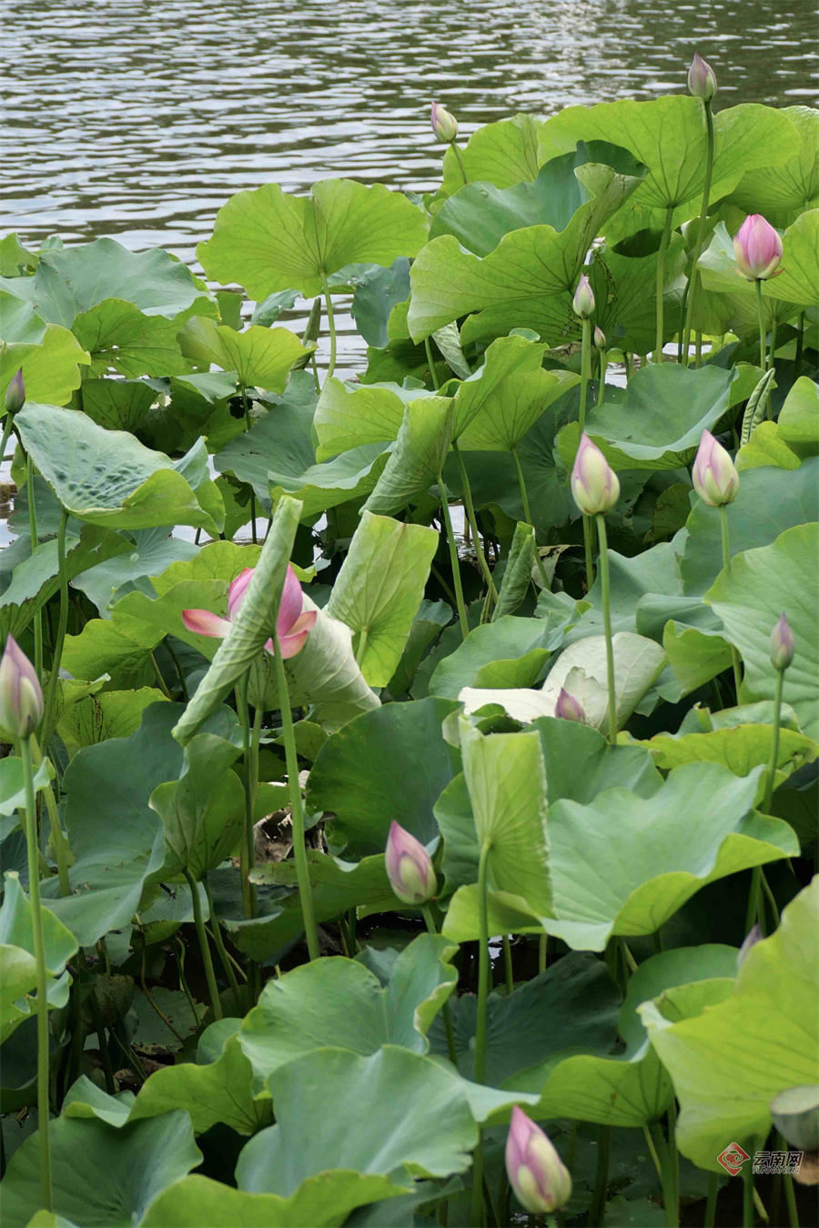 细雨过后昆明大观公园部分荷花初绽放