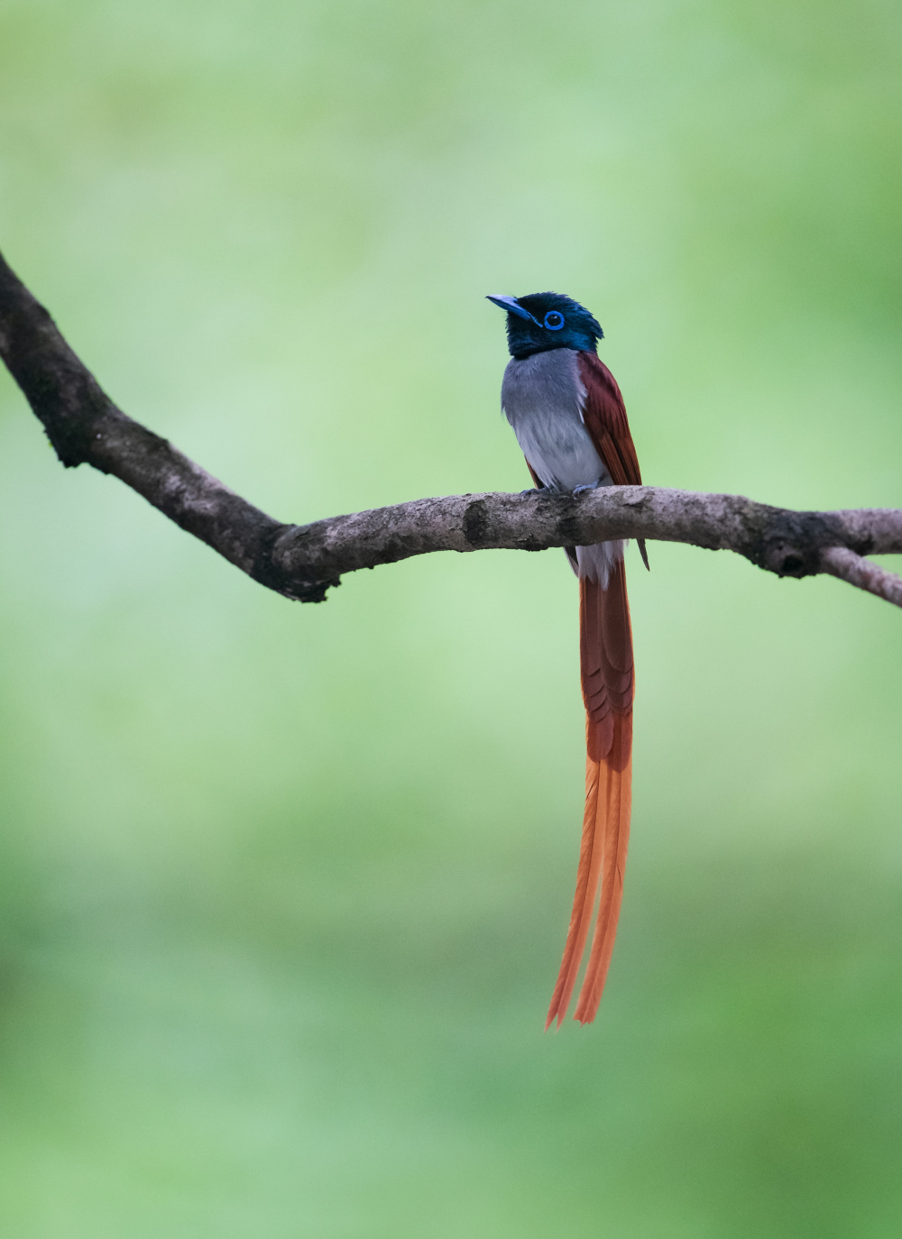 温州资深"追鸟人",16年用镜头记录500多种鸟类!市区各大公园各有"明星