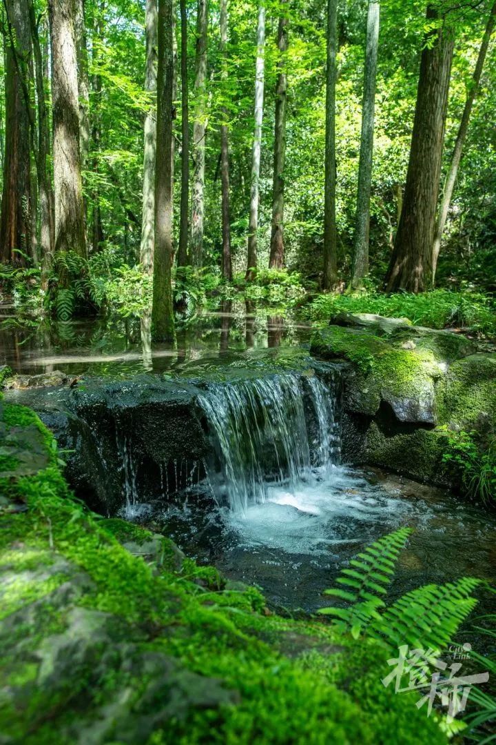 壁纸 风景 森林 桌面 720_1080 竖版 竖屏 手机