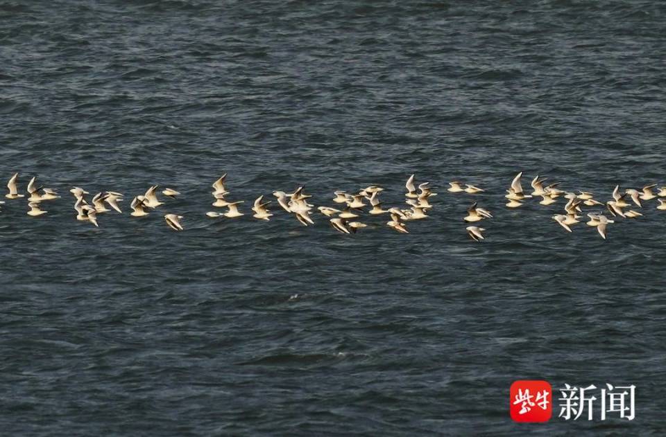 南京长江上,成群江鸥迎风翱翔