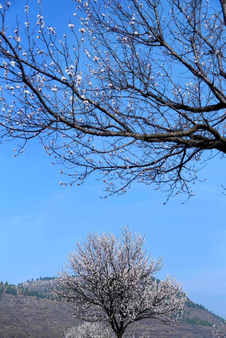 山杏景观图片