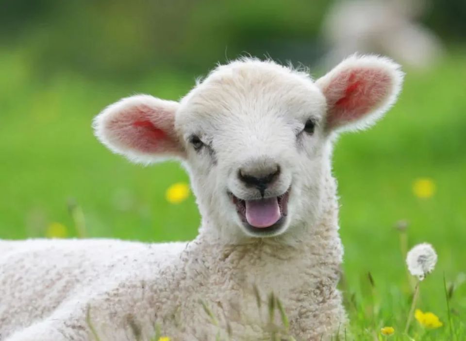 世界微笑日 | 你笑起来真好看!