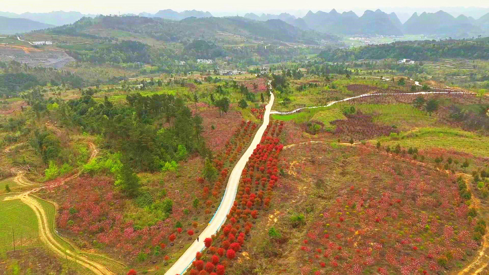 贵州平塘打造花卉苗木基地美丽乡村提颜增值