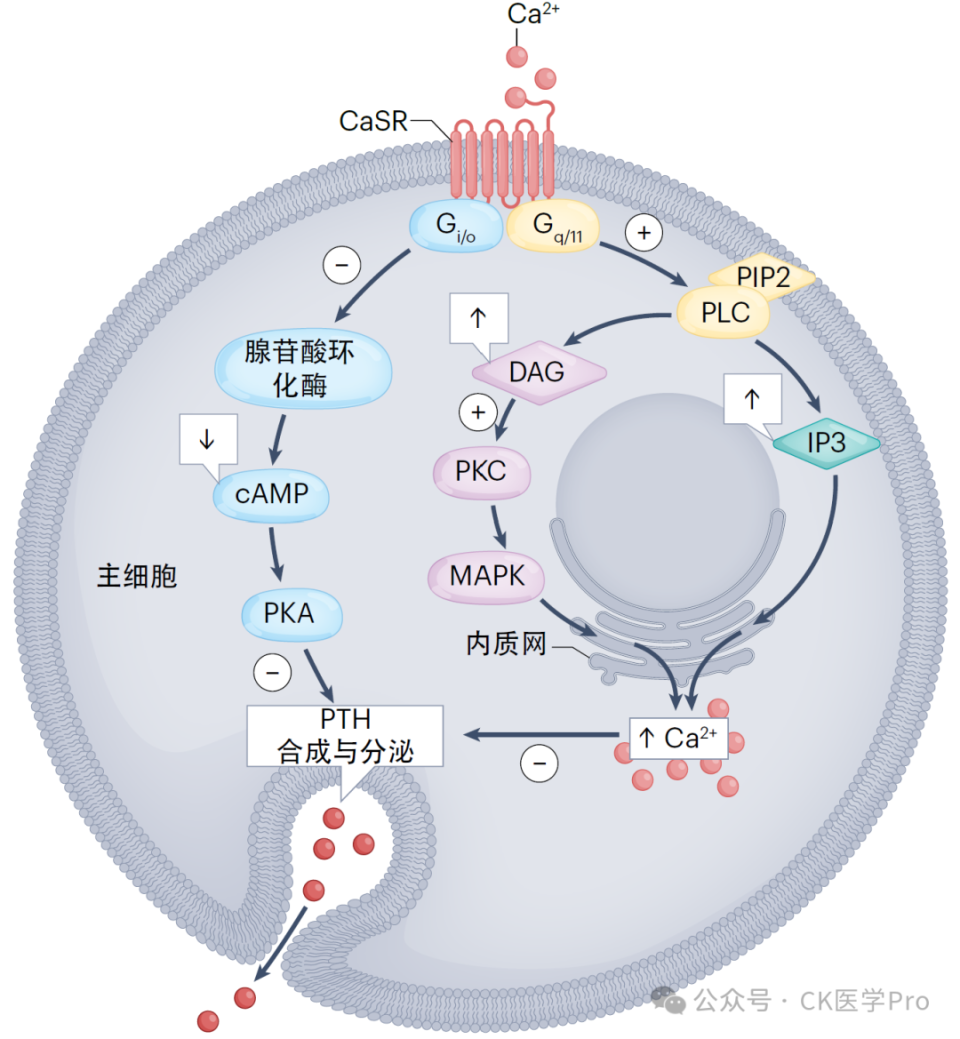 电子输注泵起什么作用临床综述 l 2025甲状旁腺功能减退症：诊断、管理与新兴疗法_https://www.jmylbn.com_新闻资讯_第3张