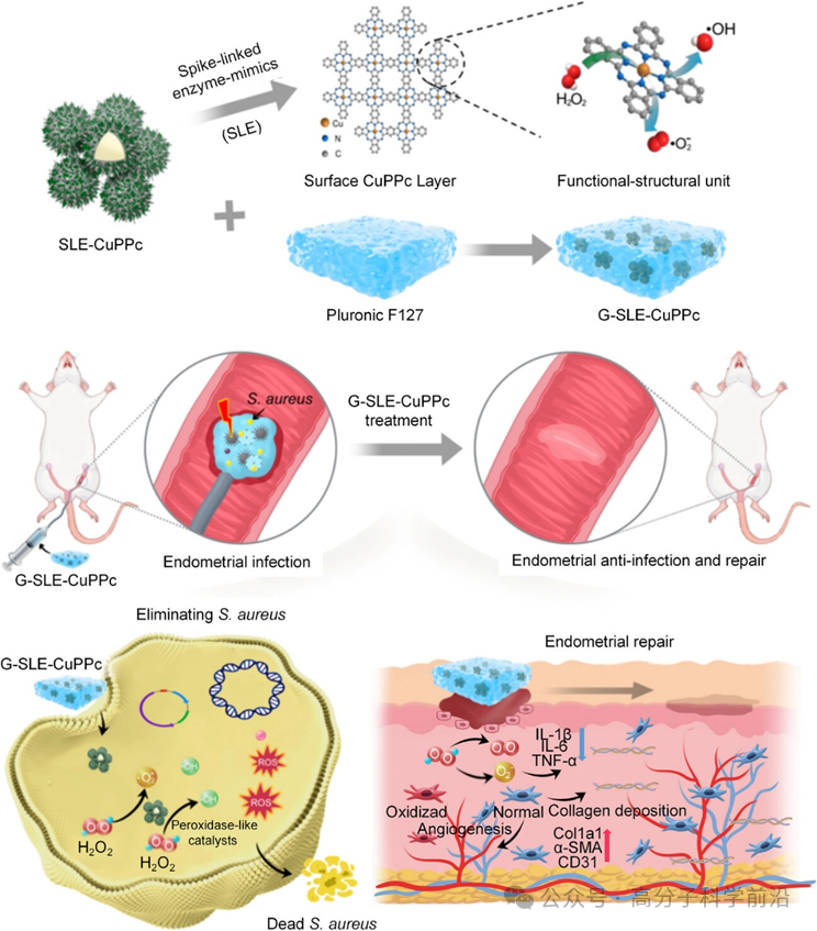 抗菌水凝胶怎么操作四川大学马朗、程冲、罗红团队《AFM》可注射刺状人工过氧化物酶复合水凝胶，用于生物适应性和协同对抗子宫内膜感染_https://www.jmylbn.com_新闻资讯_第2张