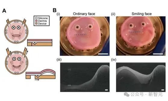 畫(huà)皮走進(jìn)現(xiàn)實(shí)？微笑機(jī)器人臉由活體人類皮膚細(xì)胞打造，你怕了沒(méi)
