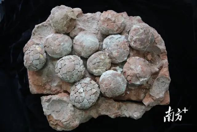 来三水,看恐龙蛋化石!这些"产自三水"的珍贵化石首次展出_腾讯新闻