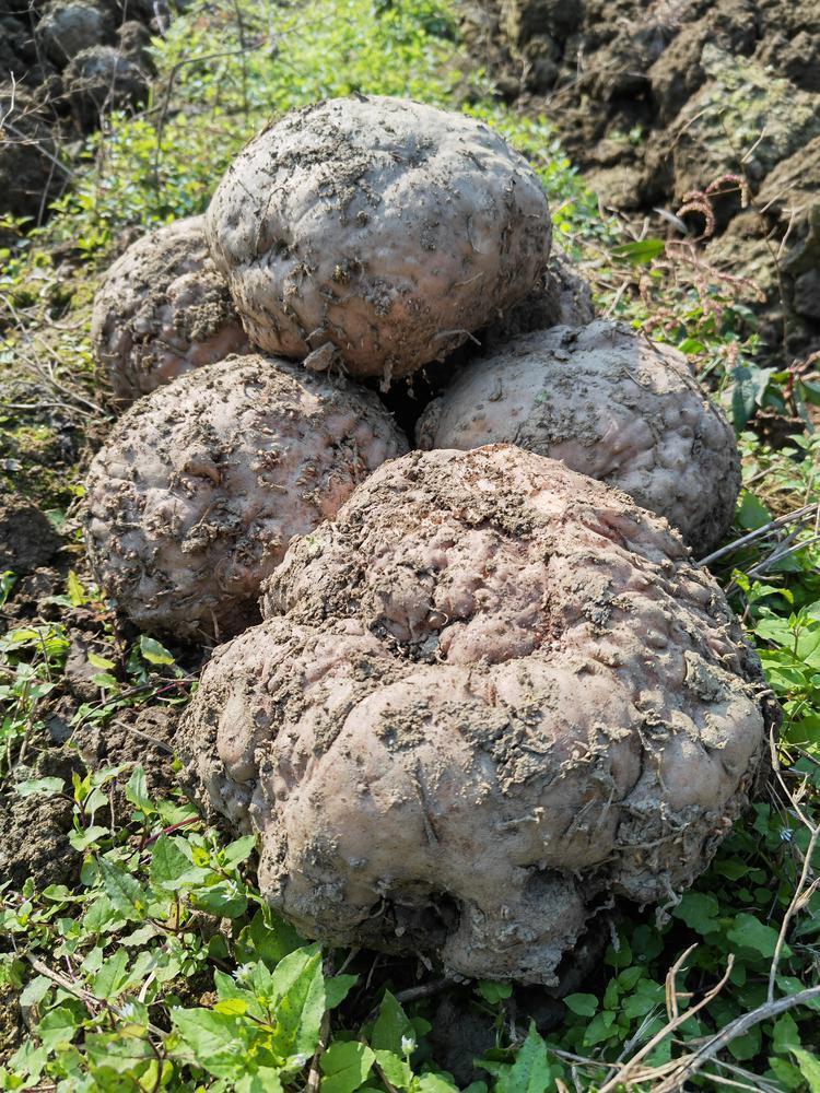 从"4月雨"到"龙舟水",气象服务持续护航广东魔芋生长