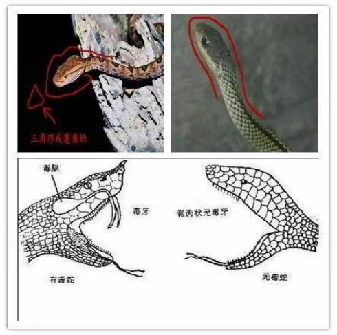 蛇类频繁出没,医生提醒