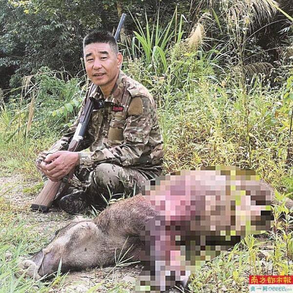 限制太多成本太高，野猪“赏金猎人”之困