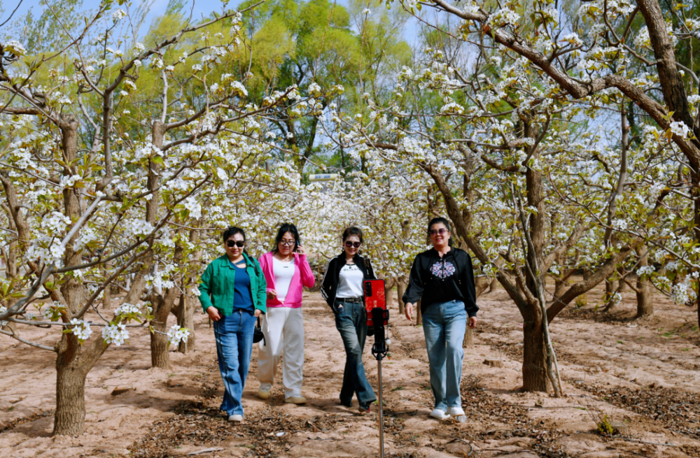 临河区第六届梨花节今日开幕,现场百亩花海竞相绽放,人山人海!