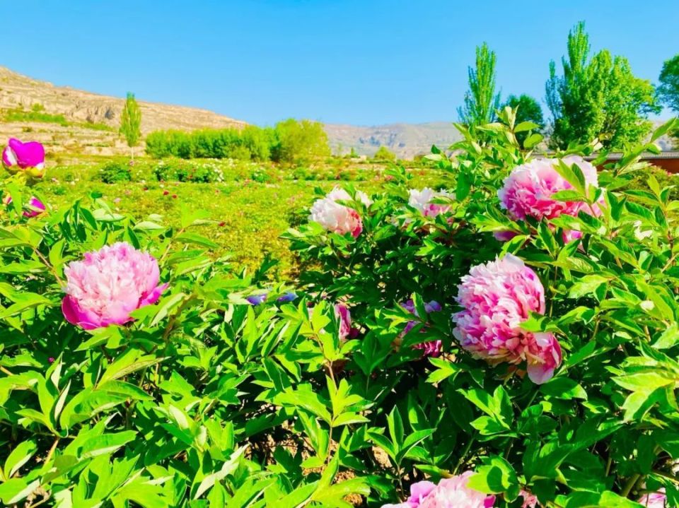 临洮曹家坪牡丹园