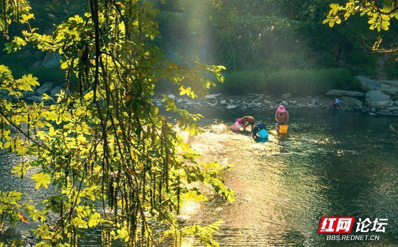 诗歌时刻丨丁哲四都河青春未央河畔的枫杨林风华正茂