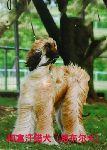 看图！北京城六区禁养这些烈犬、大型犬，养狗要注意这10个问题_腾讯新闻