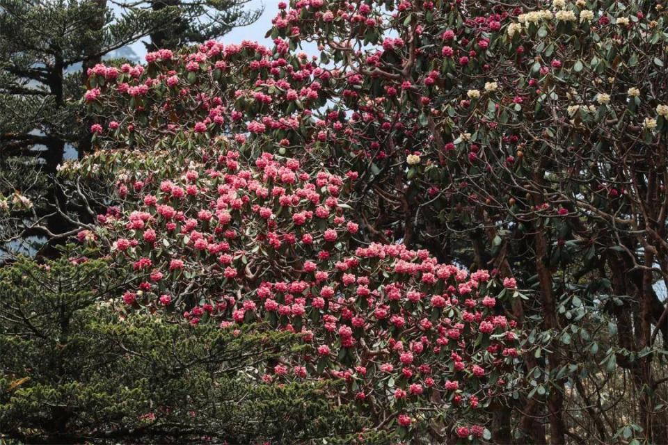 黄山杜鹃花何时花开图片