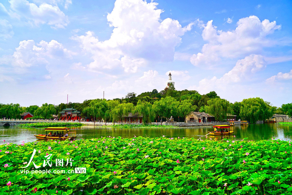 北京:北海公园夏日赏荷