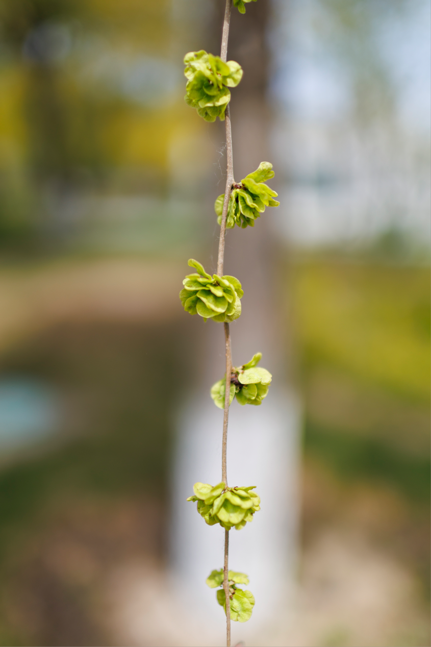 近6万颗榆树种子汇聚通州,北京乡土树种重回城市生活