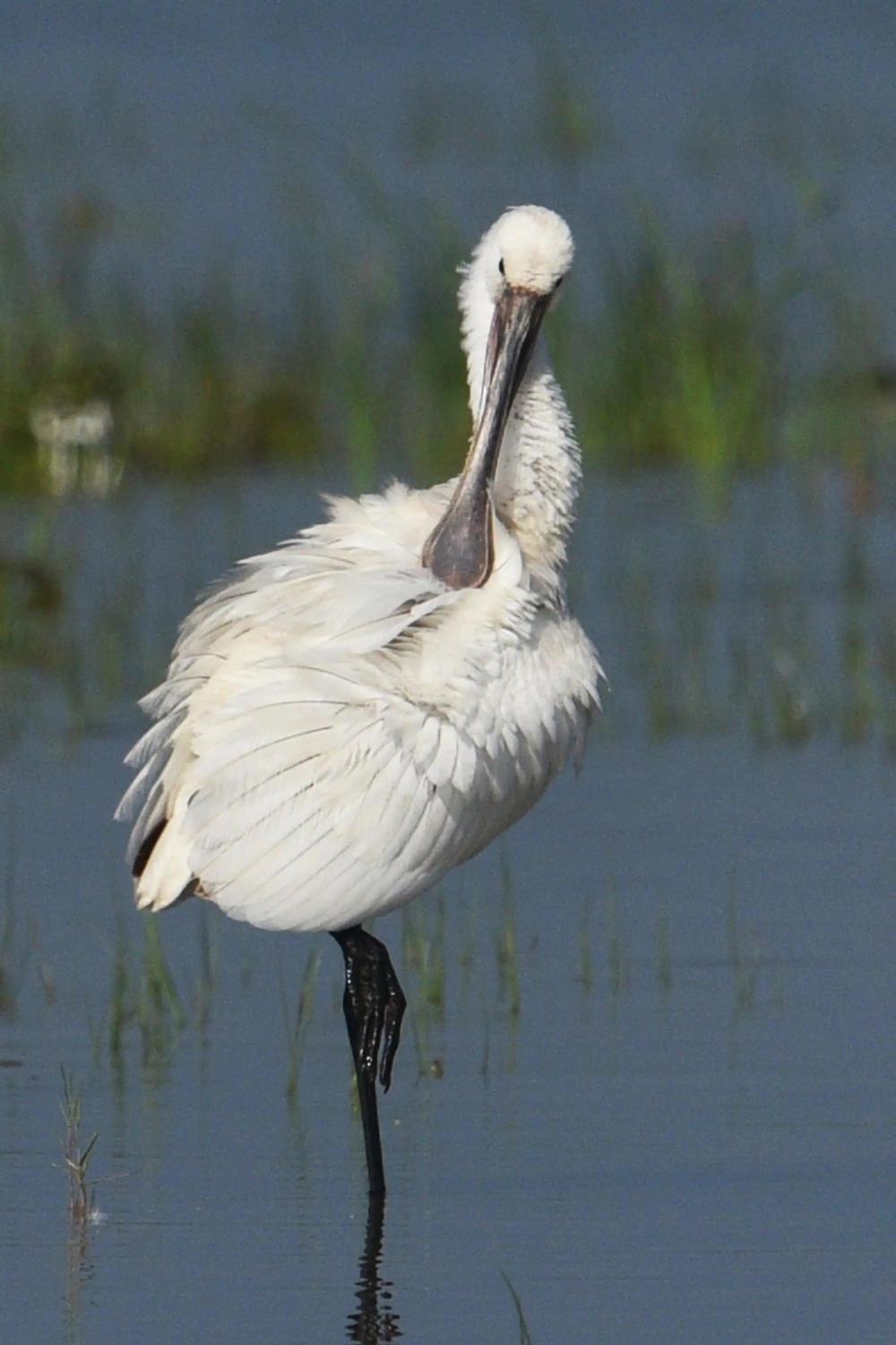 它是荷兰的国鸟,详细了解白琵鹭_腾讯新闻