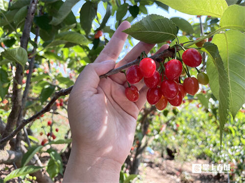 玛瑙红樱桃的种植方法图片