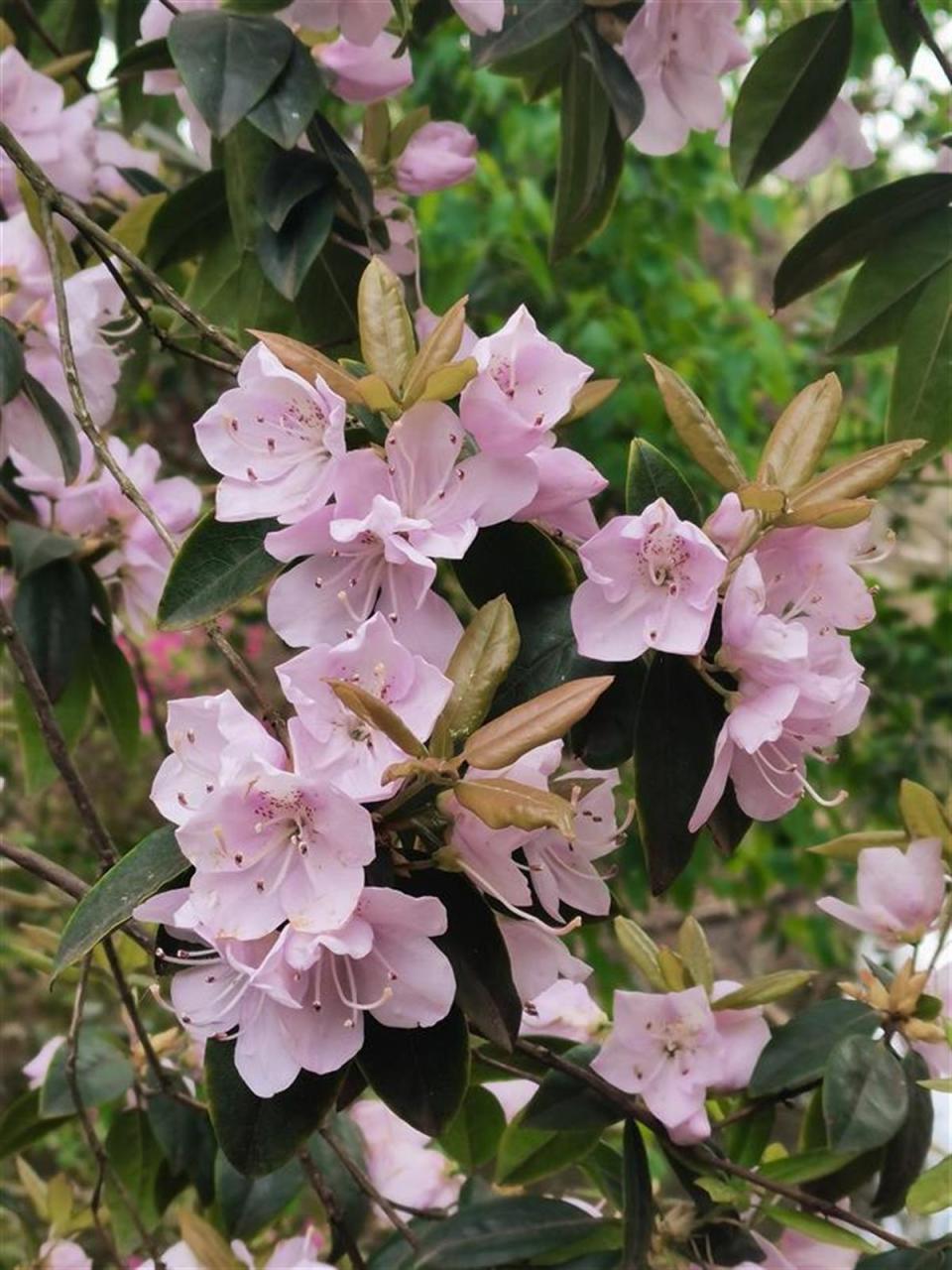 据了解,本届杜鹃节最佳观赏期在4月13日左右,本次花展将持续到4月25