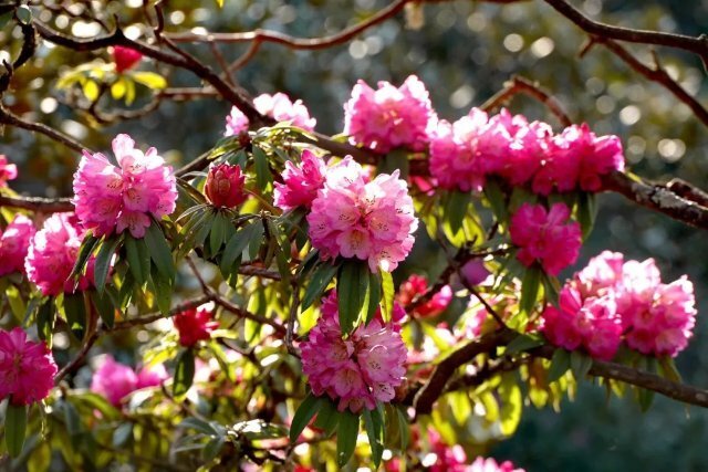 美好生活在云南|曲靖富源:马缨花开,尽享浪漫春色