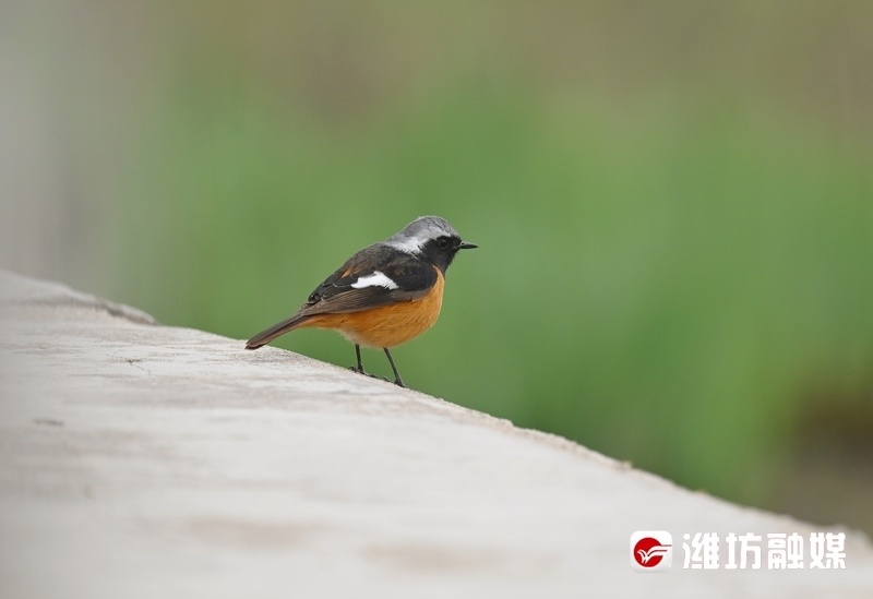 追鸟| 时尚"火燕"在线"吃播",好萌!_腾讯新闻