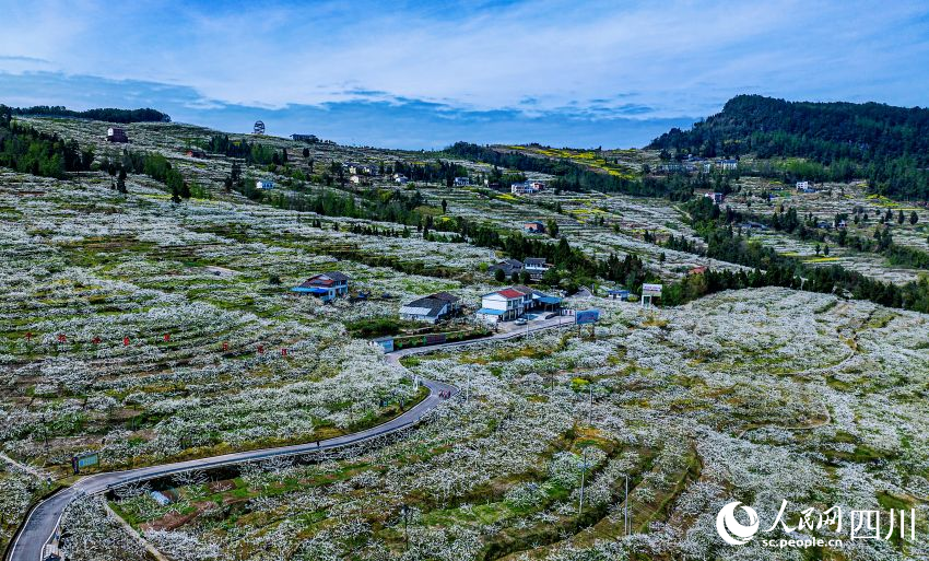 四川宣汉:漫山李花迎春开 如雪美景满枝挂_腾讯新闻