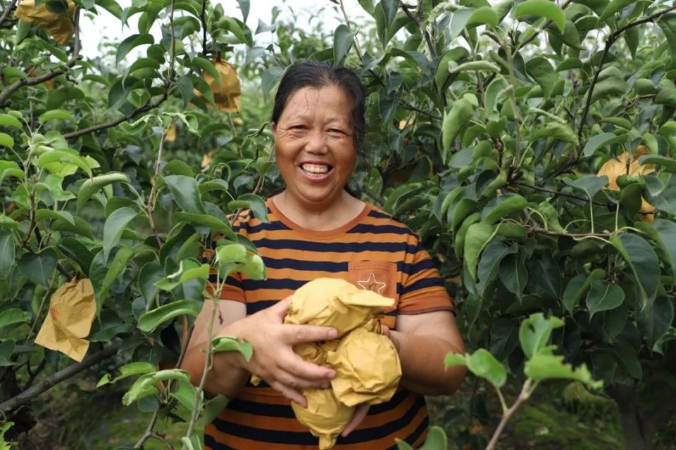 "我家种植了3亩圆黄梨,今年长势不错,品质好,一亩大约产3000斤.