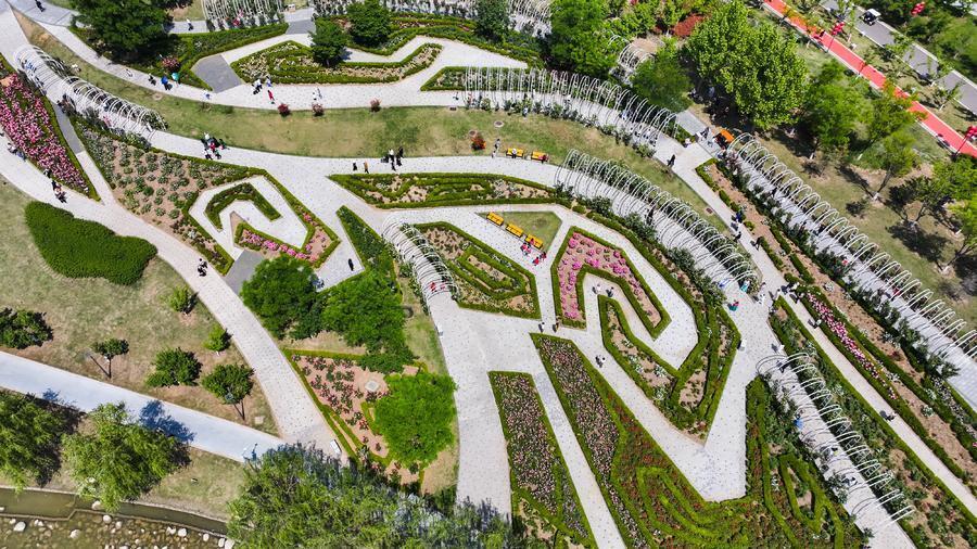 月季花海,济宁凤凰台植物公园"凤凰"飞(组图)