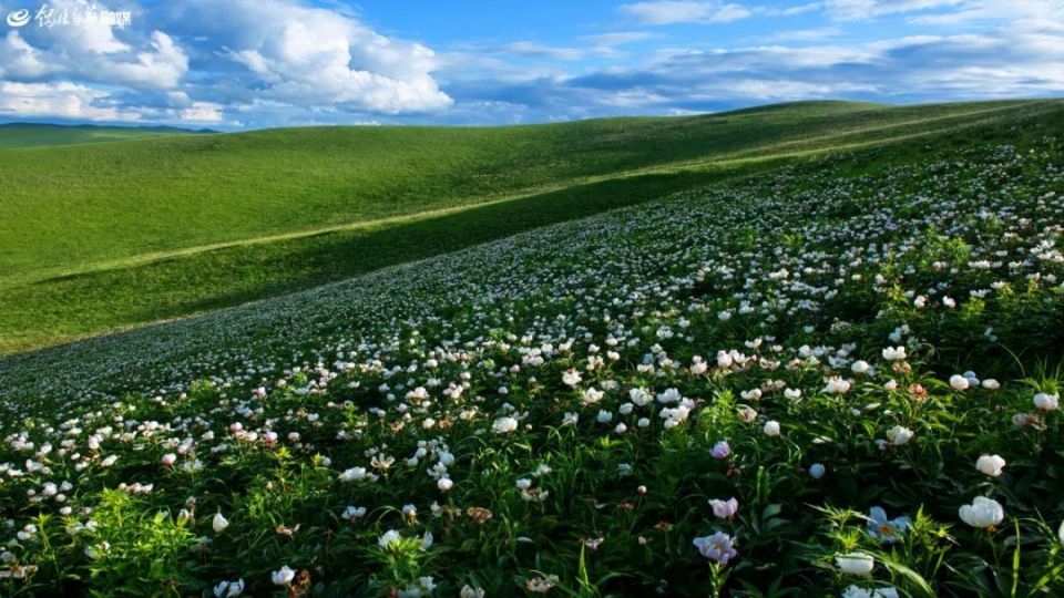 看·锡林郭勒丨明媚芍药花初吐——芍药谷