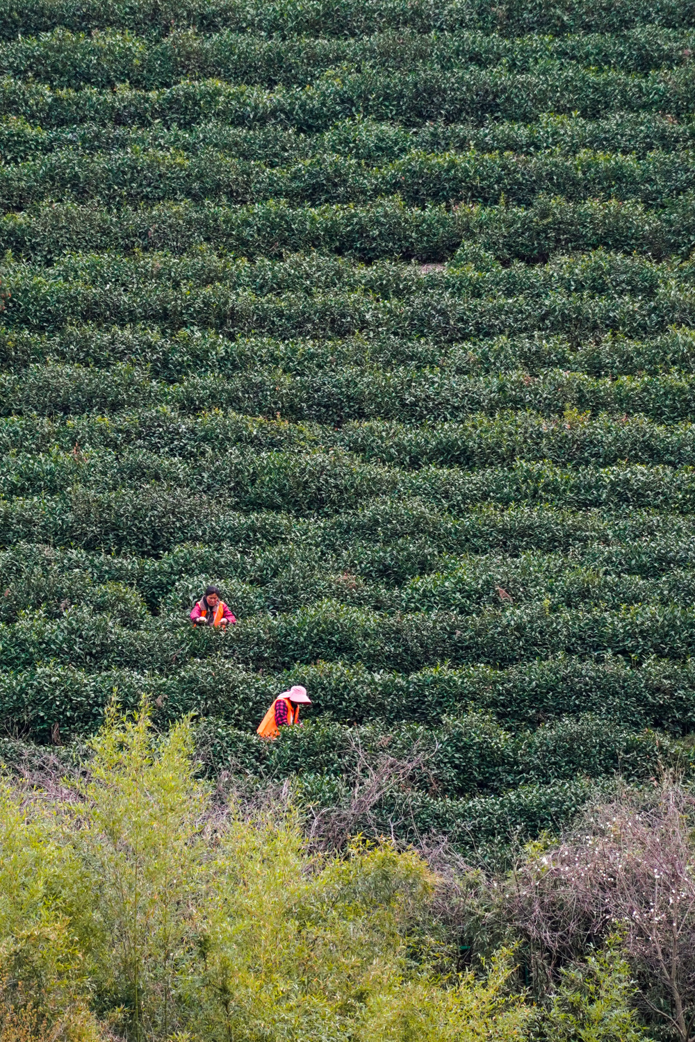 采茶工在碧螺春古茶园采茶(3月16日摄)