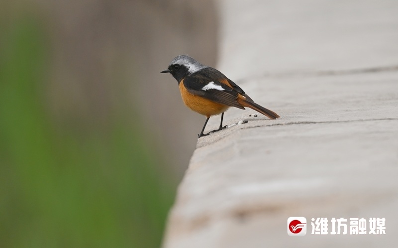 追鸟| 时尚"火燕"在线"吃播",好萌!_腾讯新闻