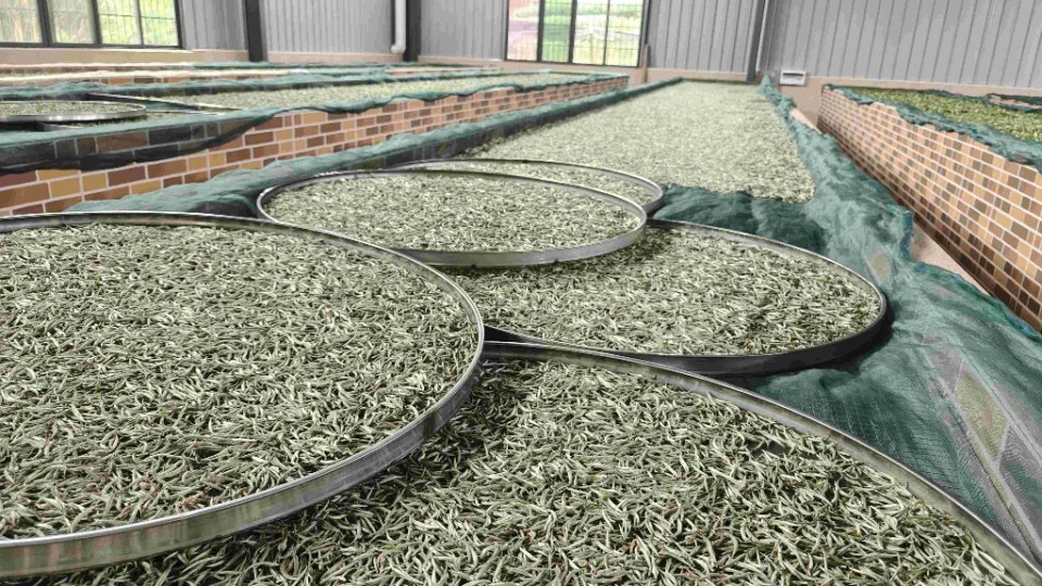 白毛茶饱满的芽头俏立梢头,青葱翠绿,银豪满批,焕发着春天的盎然生机.