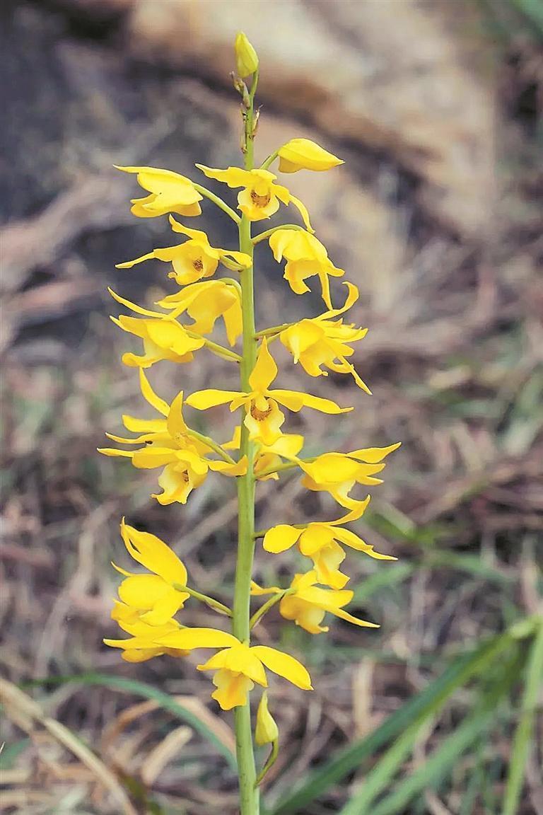 惊艳的黄花美冠兰罕见的台湾假黄杨深圳生态宝库再添新成员