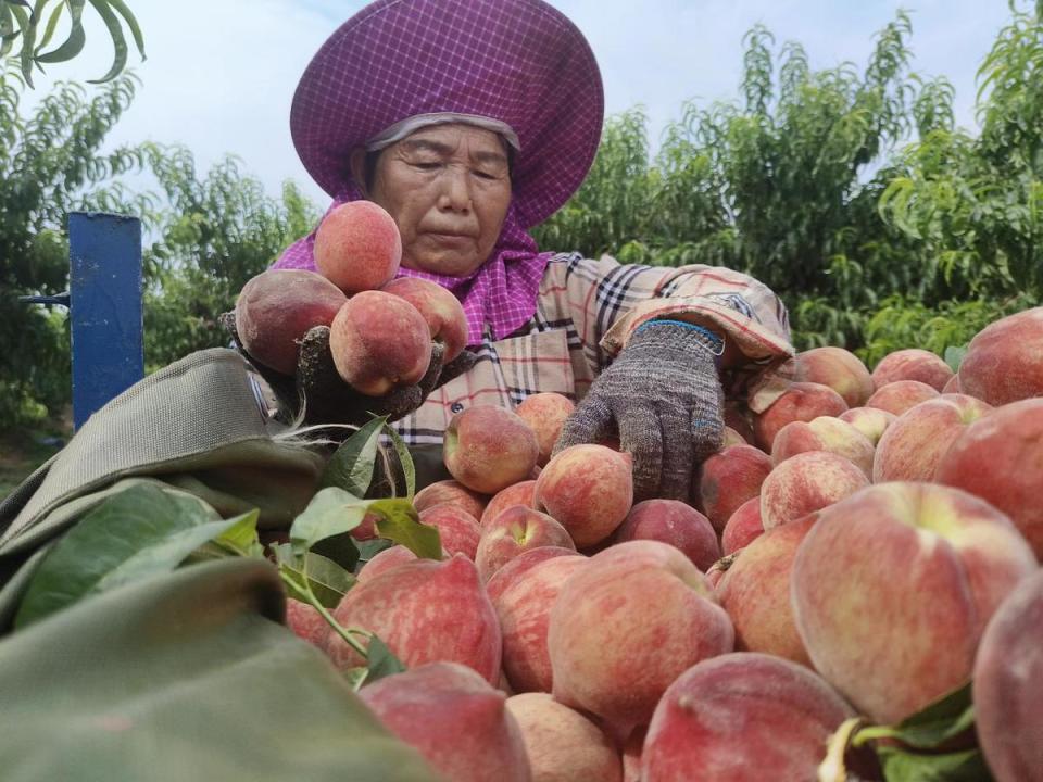 河南桐柏:朱砂红桃上市俏销