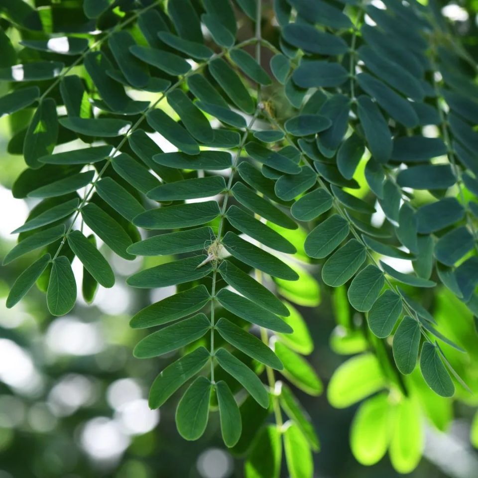 自然科普|昆嵛山物种日历之山槐