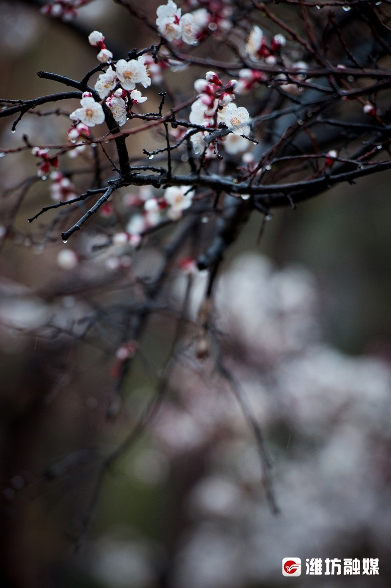 杏花微雨有多美今日共赏