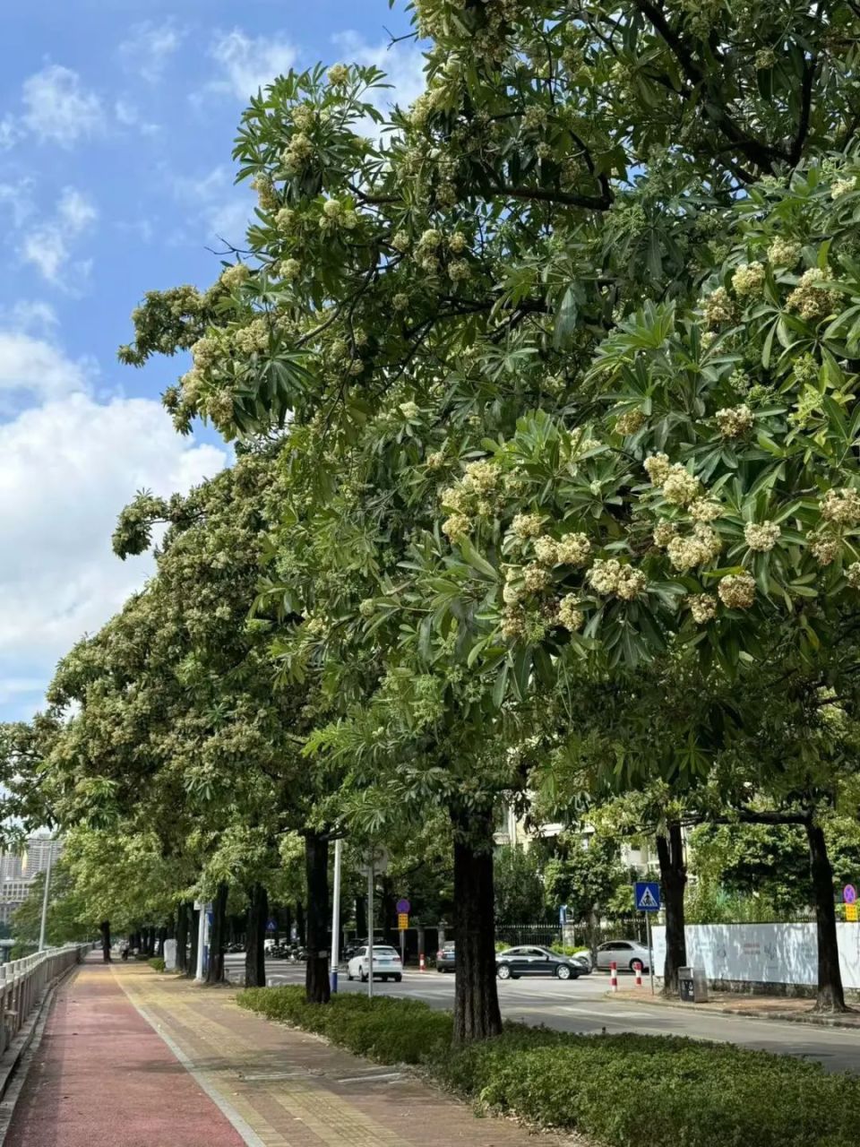 惠东糖胶树开花啦!味道很"上头"