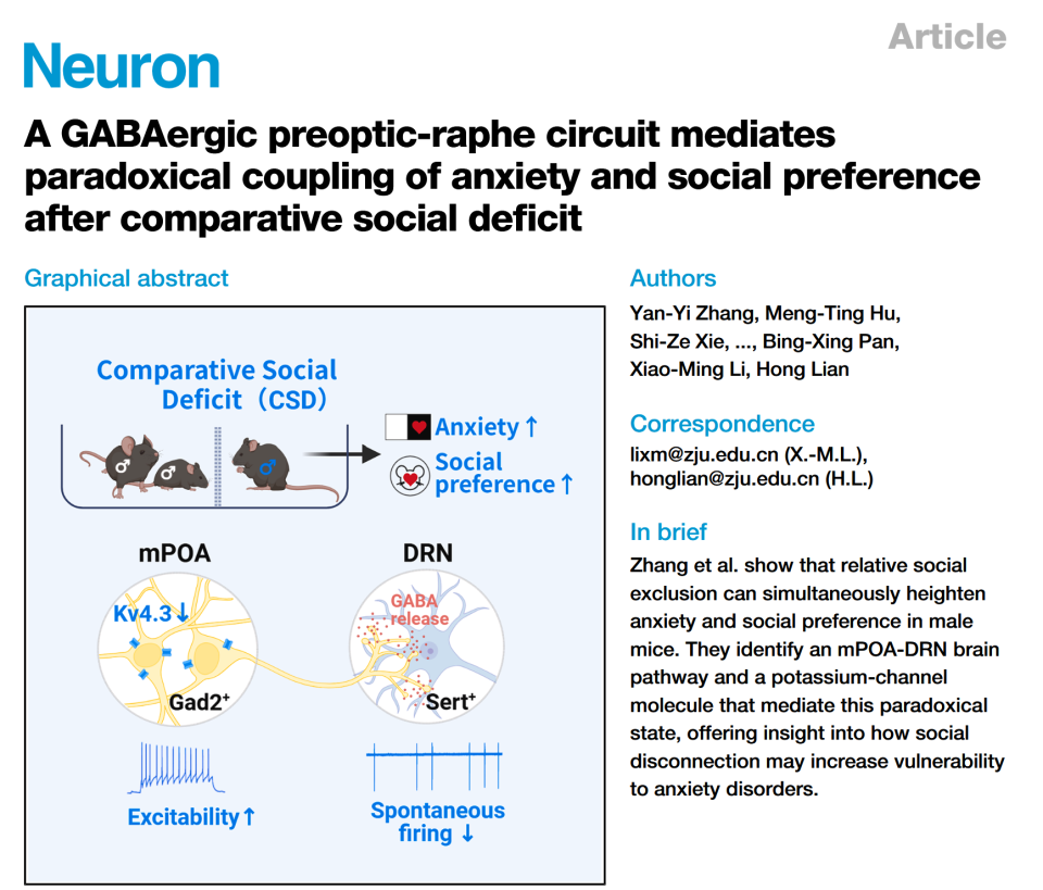 Neuron丨被冷落后，为何又焦虑又想找人陪？浙大连虹/李晓明团队揭示mPOA‑DRN 通路介导CSD行为效应_腾讯新闻