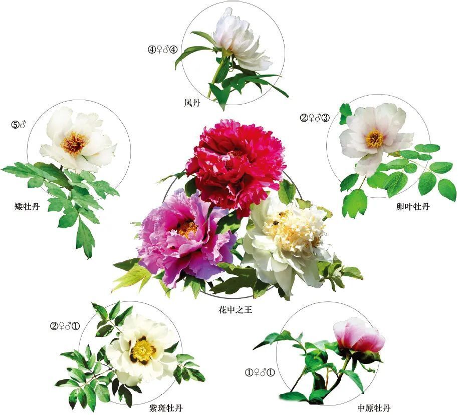 洪德元院士:世界牡丹和芍药研究——兼论分类学的基本原理