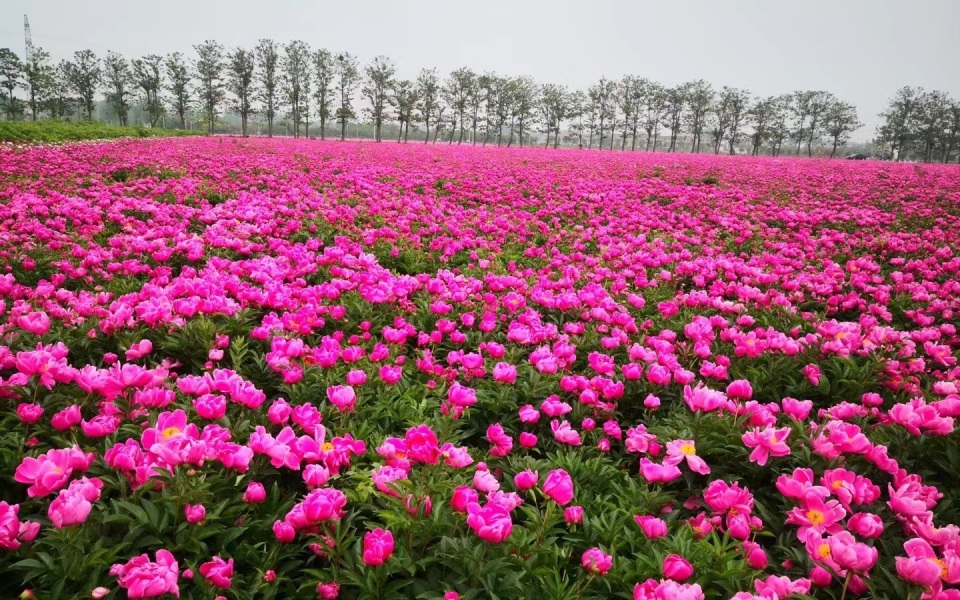 亳州白芍花图片大全图片