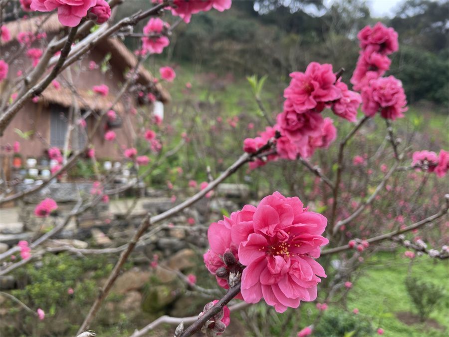 青秀山桃花图片