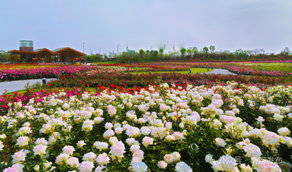 南阳邀您赏月季,这份攻略请收好_腾讯新闻