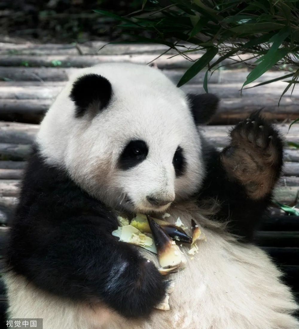 大熊猫萌宝,萌玉 今天5岁啦!_腾讯新闻