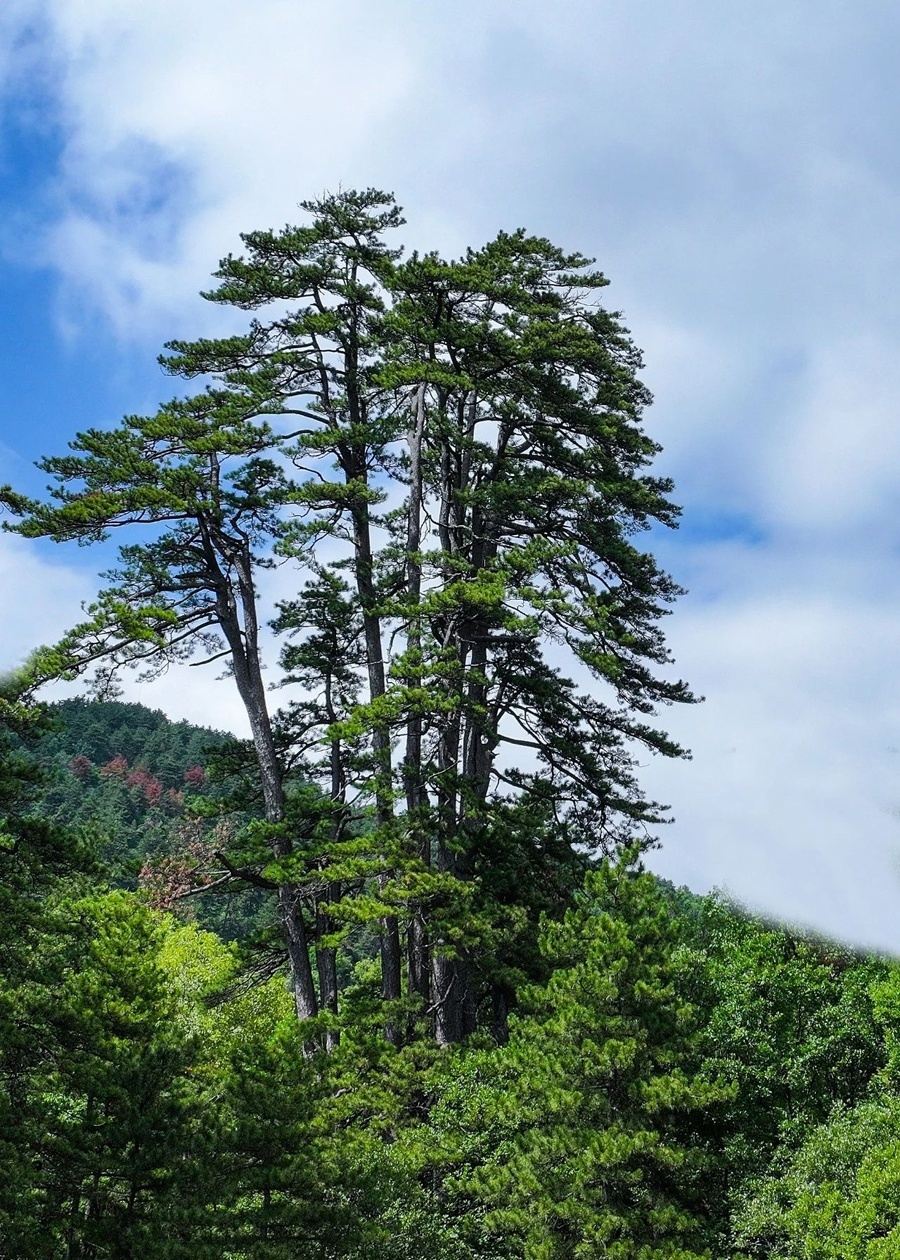 这里是绿色沁源
