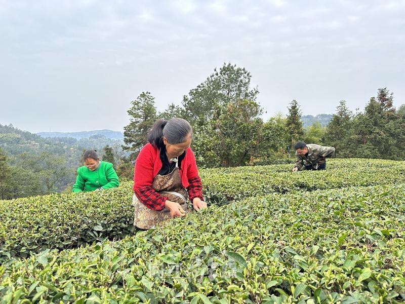 威远县越溪镇龙洞村一茶多喝兴业富民67