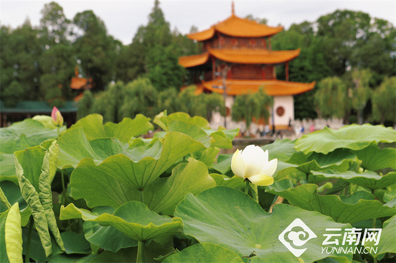 【高清组图】大观公园:夏日荷花初绽放